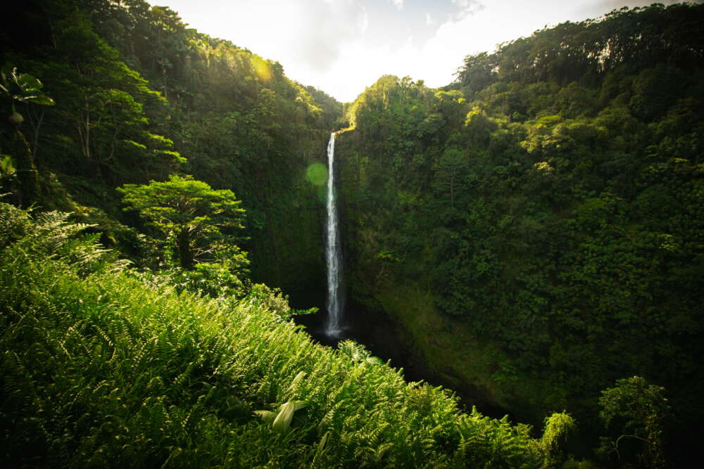 A majestic waterfall cascades through a vibrant, sunlit tropical valley, symbolizing nature's pure water filtration.